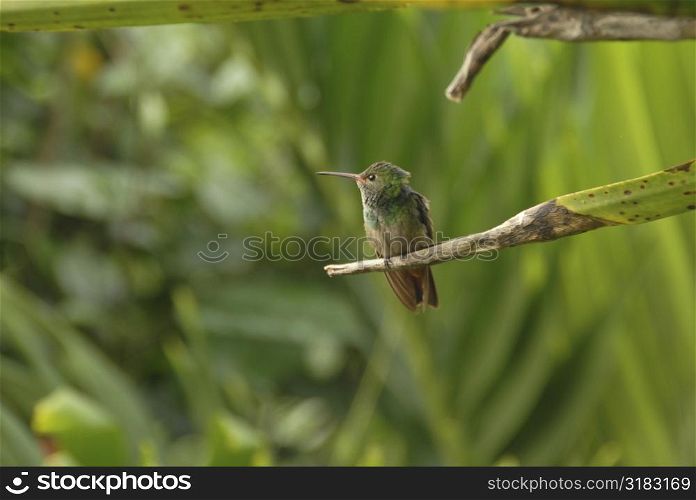Humming Bird in Costa Rica