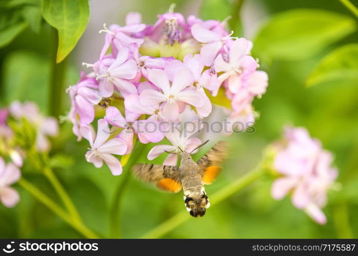 hummingbird hawk-moth on a flower of a soapwort