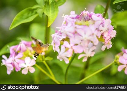 hummingbird hawk-moth on a flower of a soapwort