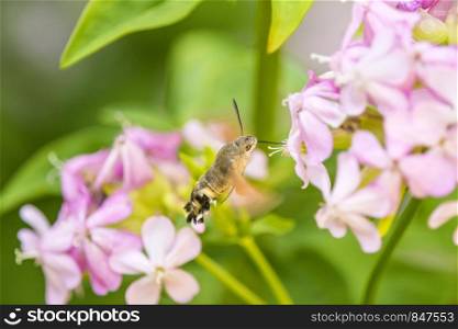 hummingbird hawk-moth on a flower of a soapwort