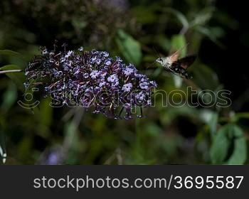 Hummingbird moth on a buddleia bush
