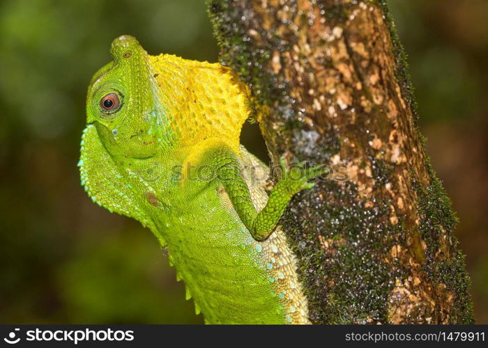 Hump-nosed Lizard, Lyriocephalus scutatus, Sinharaja National Park Rain Forest, World Heritage Site, UNESCO, Biosphere Reserve, National Wilderness Area, Sri Lanka, Asia. Alberto Carrera