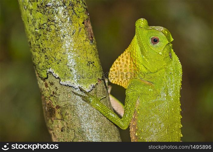 Hump-nosed Lizard, Lyriocephalus scutatus, Sinharaja National Park Rain Forest, World Heritage Site, UNESCO, Biosphere Reserve, National Wilderness Area, Sri Lanka, Asia