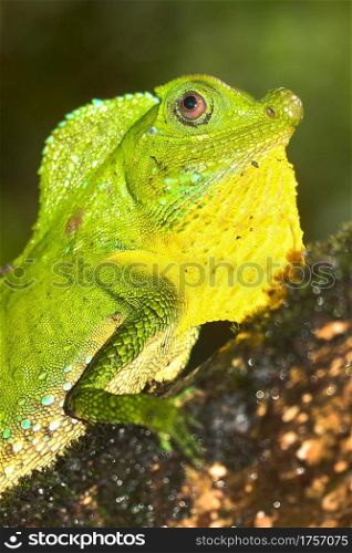 Hump-nosed Lizard, Lyriocephalus scutatus, Sinharaja National Park Rain Forest, World Heritage Site, UNESCO, Biosphere Reserve, Sri Lanka, Asia