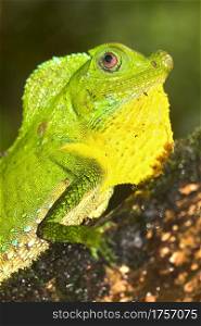 Hump-nosed Lizard, Lyriocephalus scutatus, Sinharaja National Park Rain Forest, World Heritage Site, UNESCO, Biosphere Reserve, Sri Lanka, Asia