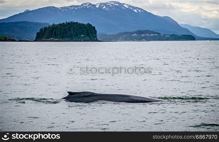 humpack whale hunting on mud bay alaska