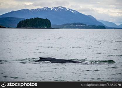 humpack whale hunting on mud bay alaska