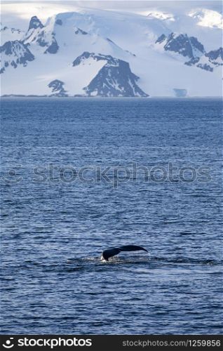 Humpback whale dives and shows Fluke in front of mountains with a glacier in Antarctica
