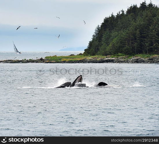 Humpback Whales Bubble Feeding In Alaska