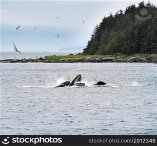 Humpback Whales Bubble Feeding In Alaska