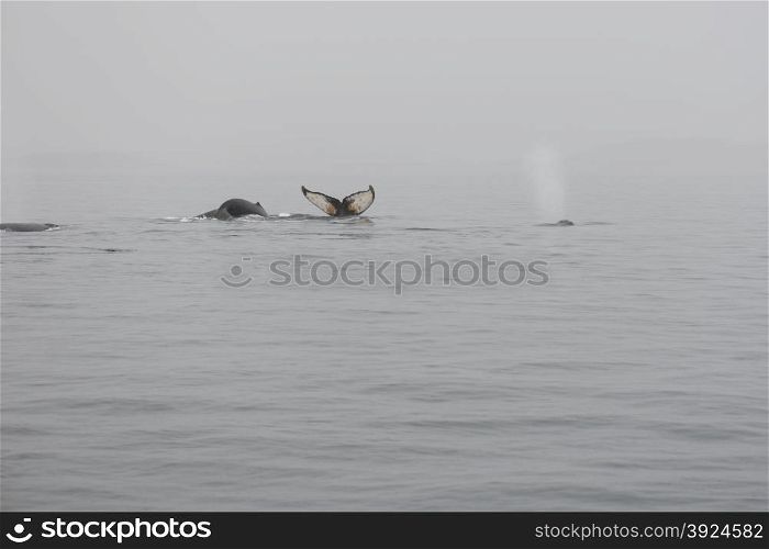 Humpback whales, Megaptera novaeangliae, in the ocean around Greenland as seen from above the water surface