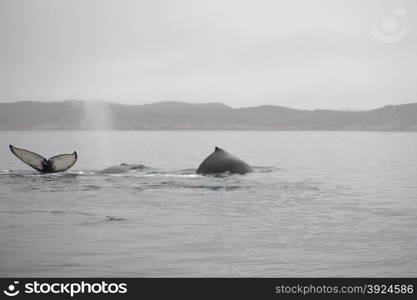 Humpback whales, Megaptera novaeangliae, in the ocean around Greenland as seen from above the water surface