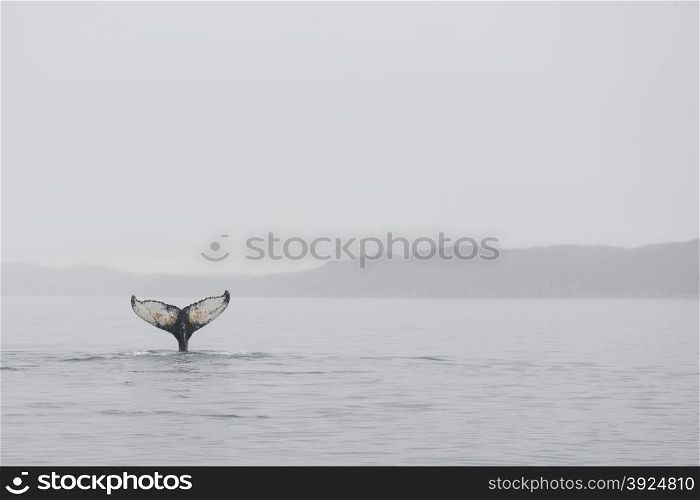 Humpback whales, Megaptera novaeangliae, in the ocean around Greenland as seen from above the water surface