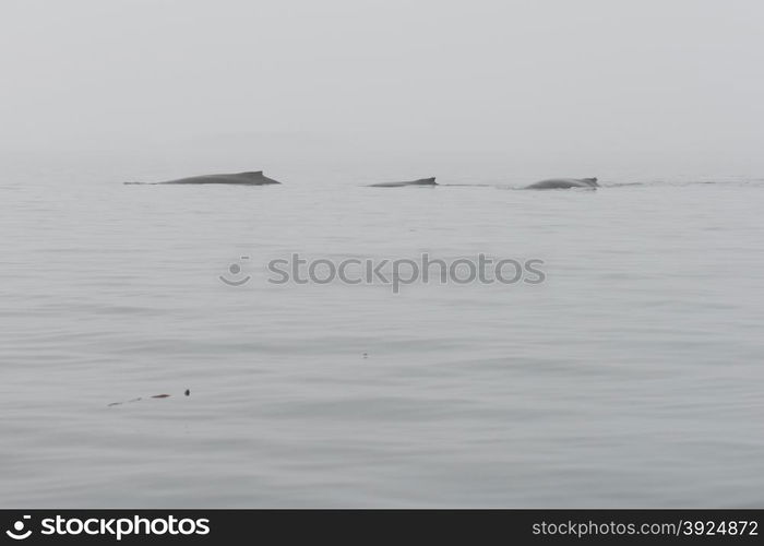 Humpback whales, Megaptera novaeangliae, in the ocean around Greenland as seen from above the water surface