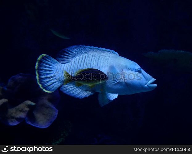 Humphead maori wrasse fish / Napoleon fish swimming marine life underwater ocean (Cheilinus undulatus)