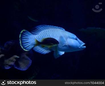Humphead maori wrasse fish / Napoleon fish swimming marine life underwater ocean (Cheilinus undulatus)