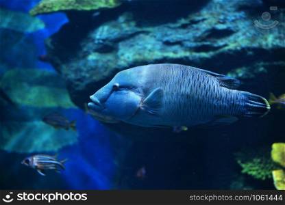 Humphead maori wrasse fish / Napoleon fish swimming marine life underwater ocean - Cheilinus undulatus