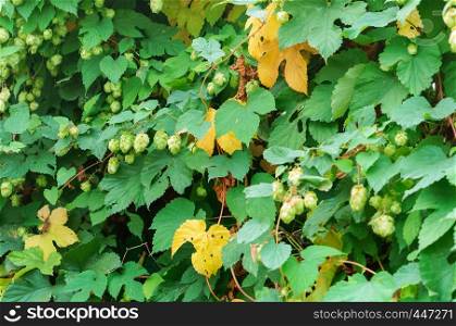 Humulus lupulus, the Hops are climbing, the Humulus fruit on the branches. the Humulus fruit on the branches, Humulus lupulus, the Hops are climbing