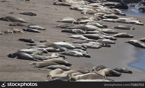 Hundreds of Elephant seals near San Simeon California