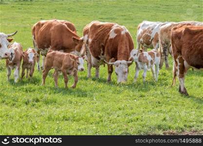 Hungarian cows graze in the pasture