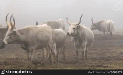 Hungarian gray cows