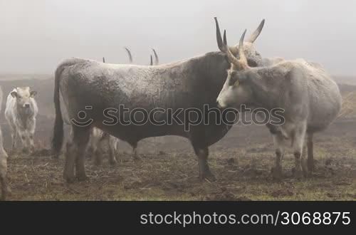 Hungarian grey cows in winter