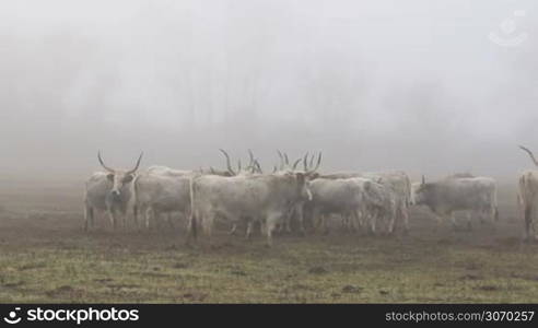 Hungarian grey cows in winter