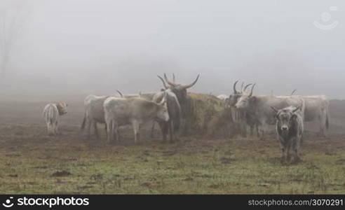 Hungarian grey cows in winter