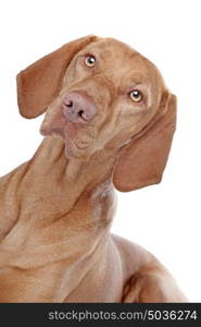 Hungarian Vizsla. Hungarian Vizsla in front of a white background