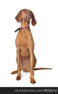 Hungarian Vizsla. Hungarian Vizsla in front of a white background
