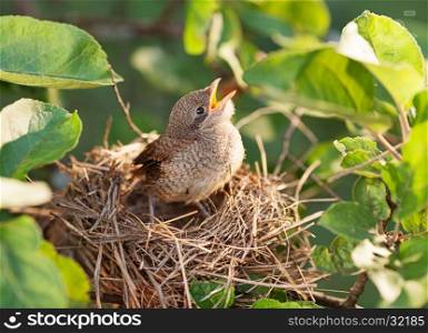 Hungry and abandoned baby bird waiting for its mother in the nest (Common Whitethroat ? Sylvia communis)