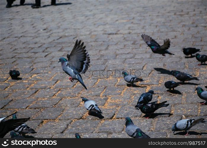 Hungry flock of pigeons feeding at square on stone