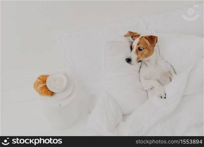 Hungry jack russel terrier looks with appetite at delicious croissant and coffee, stays in bed under white blanket, spends time in hostess bedroom. Breakfast in bed. Domestic animals concept