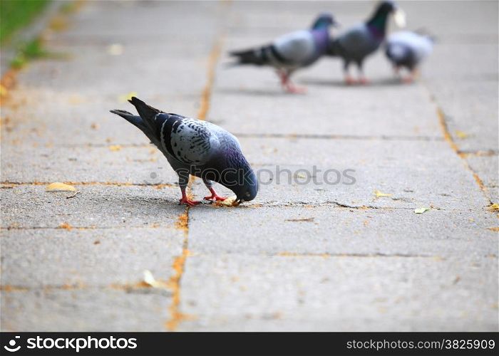 Hungry pigeons eating bread in the city street