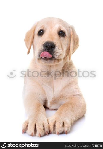 hungry puppy labrador retriever in front of white background