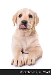 hungry puppy labrador retriever in front of white background