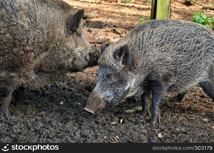 hunting boar in forest in case of swine fever