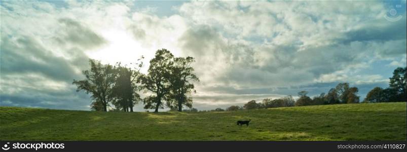 Hunting dog in field, Berwickshire, Scotland