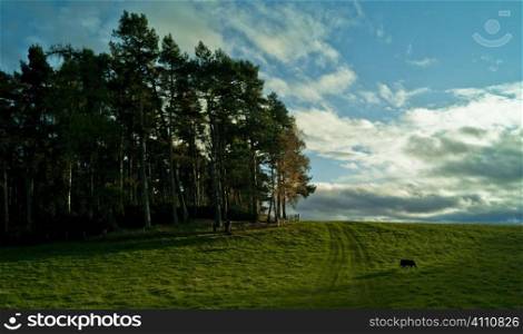 Hunting dog near woodland, Berwickshire, Scotland