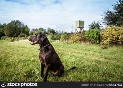 Hunting dog on a green field with a lookout
