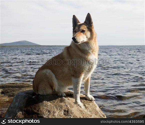 Hunting dog on a rock by the sea