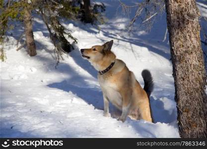 Hunting dog. Winter. Bear Hunt