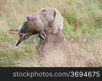 Hunting dog with a pheasant in its moutgh
