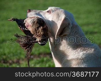 Hunting dog with a pheasant in its mouth