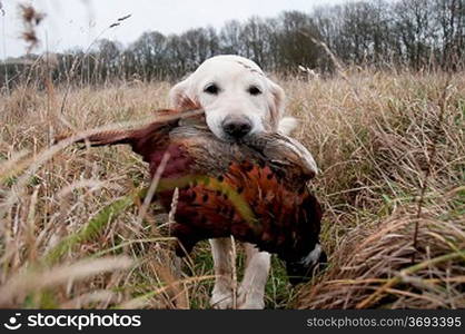 Hunting dog with a pheasant in its mouth