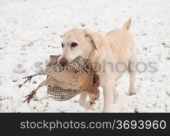 Hunting dog with a pheasant in its mouth