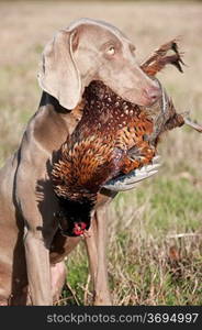 Hunting dog with a pheasant in its mouth