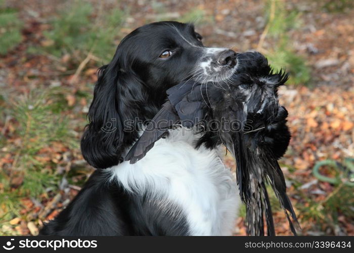 hunting dog with crow during hunting training