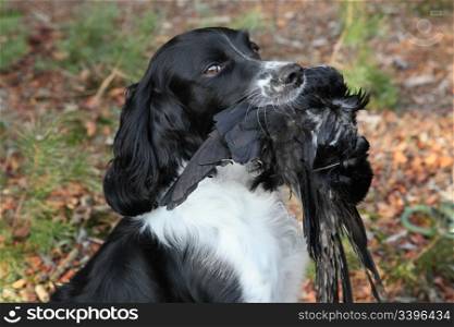hunting dog with crow during hunting training
