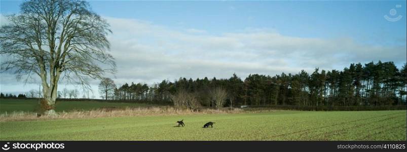 Hunting dogs in field, Berwickshire, Scotland